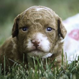 Shaila - Red  female Poodle puppy in Etna Green, Indiana from Perfect Match Poodles