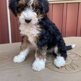 Bernedoodle and Poodle Puppies from Country Ridge Puppies