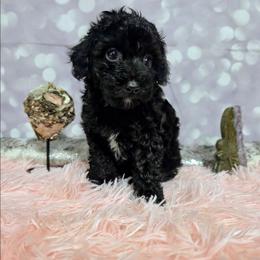 Divine - Black female Poodle puppy in Neosho, Missouri from Star Light Pups