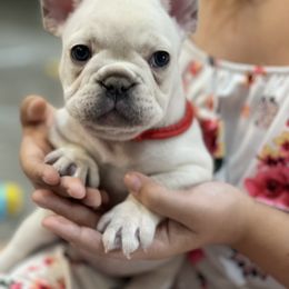 French Bulldog Puppies from Phillips Family Frenchies