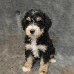 Bravo - Tri-color male Bernedoodle puppy in Battle Creek, Michigan from T-Rose’s Bernedoodle & Pomsky Puppies