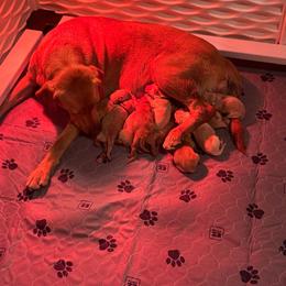 Red Male - Yellow male Labrador Retriever puppy in Franklin, Virginia from Oak Hollow Retrievers