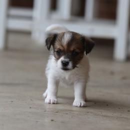 Ina Girl 2 - White and tan female Russell Terrier puppy in Middletown, Virginia from DBF Russell Terriers