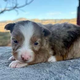 Rodeo - Red merle male Australian Shepherd puppy in Preston, Idaho from KC Bar Ranch Aussies