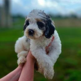 Sailor - Blue merle male Bernedoodle puppy in Mc Gaheysville, Virginia from Doting Doodles