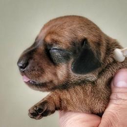 Blueprint K9 K2 Litter Female - Red female Dachshund puppy in Mountain Grove, Missouri from Blueprint K9 Dachshunds- www.BlueprintK9.com