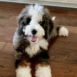 Gus - Bernedoodle