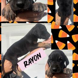 Rayon - Black female Great Dane puppy in Wellsville, New York from Prophecy Danes