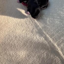 Girl 4 - Black female Schnoodle puppy in Columbia, South Carolina from DM Schnoodles and schnauzers