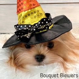 Biewer Terrier Puppies from Bouquet Biewers