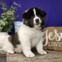 Hope - Black female Akita puppy in Chillicothe, Missouri from TLC Akitas