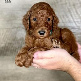 Poodle puppies from Mesquite Kennels