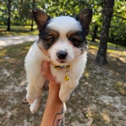 Luigi - White and black male Pembroke Welsh Corgi puppy in Norwood, Missouri from McGraw's Paws 🐾
