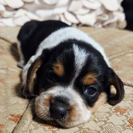 Duke - Blue tan and white male Beagle puppy in Bunch, Oklahoma from Julie’s Jewels Puppies