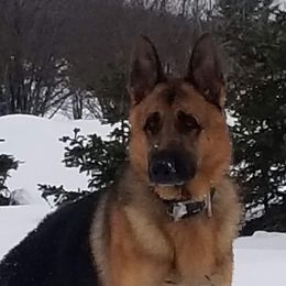 Kuno - German Shepherd