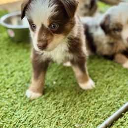 Red tri male - Red tri male Miniature Australian Shepherd puppy in Lemon Cove, California from Magic Ranch Mini Aussies