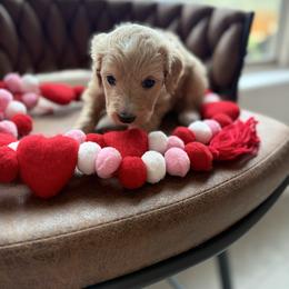Love Bug - Cream female Aussiedoodle puppy in Arizona from Coats of Many Colors LLC