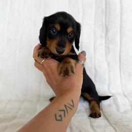 Black and tan boy - Black and tan male Dachshund puppy in Wilton, California from Ranch Raised Doxies