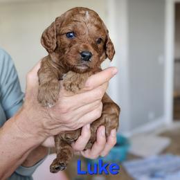 Cavapoo Puppies from North Ranch Doodles