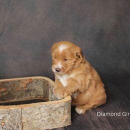 Daisy- Girl - Red  Goldendoodle puppy in Lyman, Wyoming from Sweet Oakley Doodles