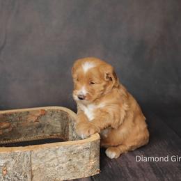 Daisy- Girl - Red  Goldendoodle puppy in Lyman, Wyoming from Sweet Oakley Doodles