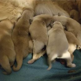 Golden Retriever Puppies from Candy Rock Golden Retrievers