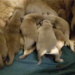 Golden Retriever Puppies from Candy Rock Golden Retrievers