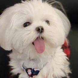 Cosmo - Maltese