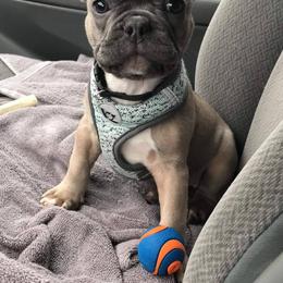 French Bulldog Puppies from Rock Ridge Frenchies