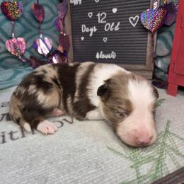 Buster - Red merle male Border Collie puppy in Gary, Indiana from Lake Ridge Border Collies