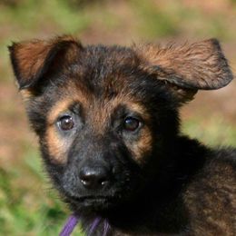German Shepherds from Teena Roth's German Shepherds