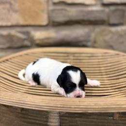 Oreo - Black and white female Assorted Doodle Crosses puppy in Lyman, Wyoming from Backcountry Doodles
