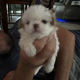 Japanese Chin Puppies from CindyLynnsChins