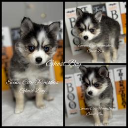 The Ghost Boy - Black and white male Pomsky puppy in Rossville, Georgia from Scenic City Pomskies
