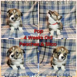 Pop - Sable male Pembroke Welsh Corgi puppy in Kiowa, Colorado from Cool Water Corgis LLC