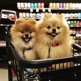 Pomeranian Puppies from Sharon's Pomeranians