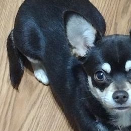 Chihuahuas from The Z Spot Exotics