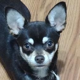 Chihuahuas from The Z Spot Exotics