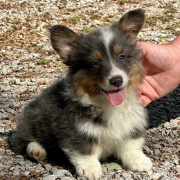Orange Collar Boy Alfie - Black and tan male Pembroke Welsh Corgi puppy in Paris, Kentucky from Flat Run Corgis