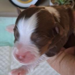 Emma - Red tri female Miniature Australian Shepherd puppy in Copperas Cove, Texas from Aussies Acre