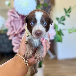 Daisy - Blue female Australian Cattle Dog puppy in Sahuarita, Arizona from A2 Australian Cattle Dogs