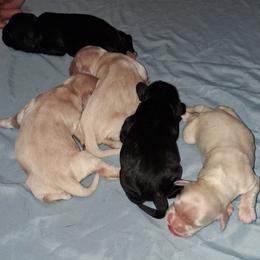 Cocker Spaniel puppies from Timber Sunrise Cockers