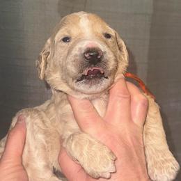 Daisy - Apricot female Poodle puppy in Prosperity, Pennsylvania from Stelladoodles & Company
