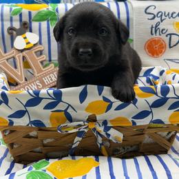 Yellow - Black male Labrador Retriever puppy in Heath Springs, South Carolina from Rich Hill Retrievers