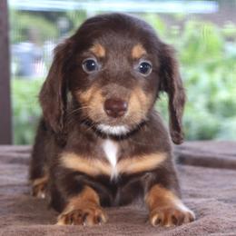 Brownie Family Raised Purebred DNA Tested Parents - Dapple female Dachshund puppy in Haines City, Florida from Divine Poodle Paradise Standard Poodles & Divine Dachshunds