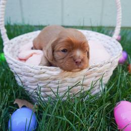 Mango Chocolate Ruby (bb) - Chocolate male Cavalier King Charles Spaniel puppy in Nampa, Idaho from Heart Mountain Cavaliers & Floating Feathers Kennel