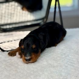 Cruz - male Australian Mountain Doodle puppy in Decatur, Illinois from Signature Doodles