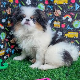 Edward - Black tan and white male Japanese Chin puppy in Johnson City, Tennessee from Erin & Friends Japanese Chin