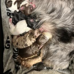 Piebald girl - Piebald female Dachshund puppy in Wahiawa, Hawaii from Versatile Ohana