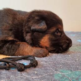 Boy 1 - Black and red male German Shepherd puppy in Longview, Washington from Bunkerhill Shepherds